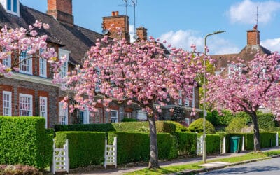 Summertime in Hampstead: Essential Property Maintenance for Your London Home